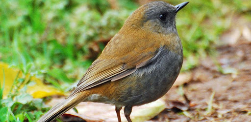 Nightingale Bird Sound Ringtones APK Download For Free