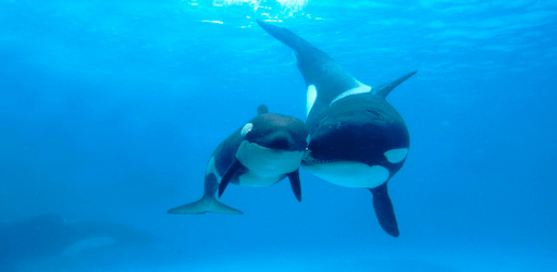 Whale Wallpapers APK Download For Free