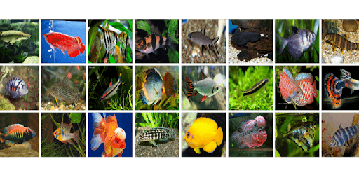 Ornamental Fish for PC - How to Install on Windows PC, Mac