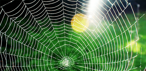 Spider Prank pc screenshot Spider Prank pc screenshot
