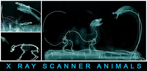 Xray Scanner Animals Prank pc screenshot