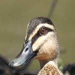 Duck Quack Sound icon