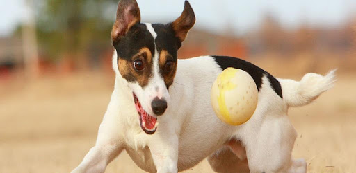 Squeaky Toy pc screenshot