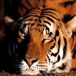 Free Animal Sounds Beta icon