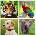 Animal Sounds - Animals for Kids, Learn Animals icon