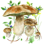 Mushrooms app icon