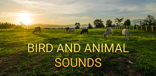 Bird and Animal soundboard pc screenshot Bird and Animal soundboard pc screenshot