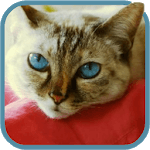 Beautiful Cat Video Wallpaper icon
