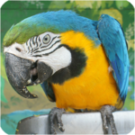 Bird Sounds - Free songs icon