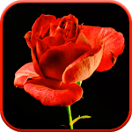 Blooming Rose 3D Video Theme icon