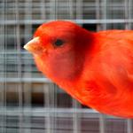 The color of my canary icon