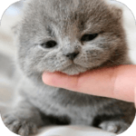 Cute Cat Wallpaper HD icon