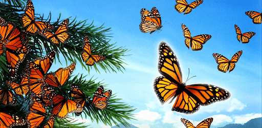 Butterfly Live Video Wallpaper pc screenshot