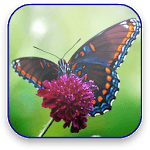 Butterfly Live Video Wallpaper icon
