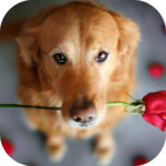 Cute Images for Whatsapp icon