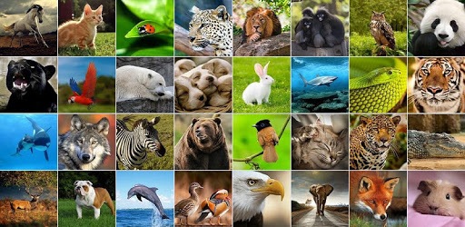 +1100 Animal Wallpapers pc screenshot
