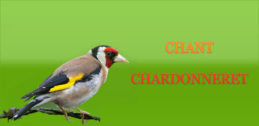 European goldfinch song pc screenshot European goldfinch song pc screenshot