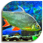 Aquarium Care icon