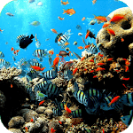 Aquarium Decoration VIDEOs icon