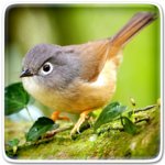 Birds Live Wallpaper icon