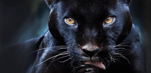 Black Panther Live Wallpaper pc screenshot