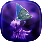 Butterflies Live Wallpaper 🎀 Moving Butterfly icon