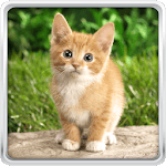 Cat Kittens Live Wallpaper icon