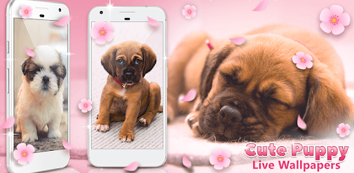 Cute Puppy Live Wallpapers 🐶 pc screenshot