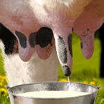 Milk Me icon