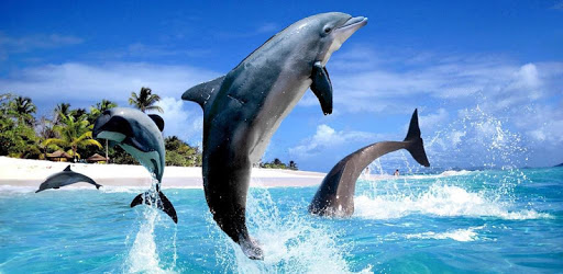 Dolphin HD Live Wallpaper pc screenshot Dolphin HD Live Wallpaper pc screenshot