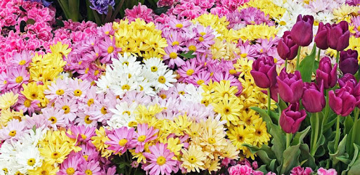 Garden Flowers Live Wallpaper pc screenshot Garden Flowers Live Wallpaper pc screenshot