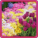 Garden Flowers Live Wallpaper icon