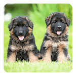 German Shepherds LWP icon