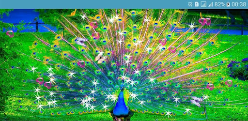 Peacocks Live Wallpapers pc screenshot Peacocks Live Wallpapers pc screenshot