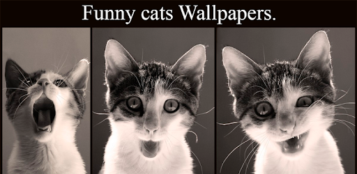 Funny cats Wallpapers pc screenshot