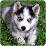 Husky puppies Wallpapers icon