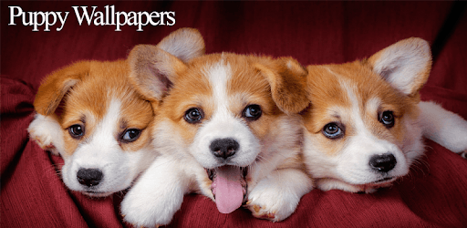 Puppy Wallpapers pc screenshot Puppy Wallpapers pc screenshot