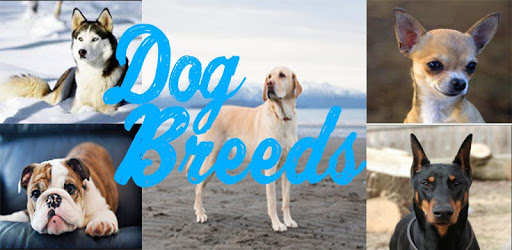 Dog Breeds (Types) pc screenshot Dog Breeds (Types) pc screenshot