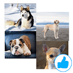 Dog Breeds (Types) icon