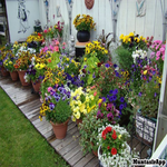 Planter Ideas icon