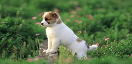 Puppy Live Wallpaper pc screenshot
