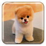 Puppy Live Wallpaper icon