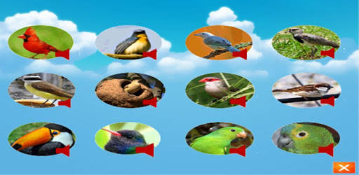 call Bird pc screenshot