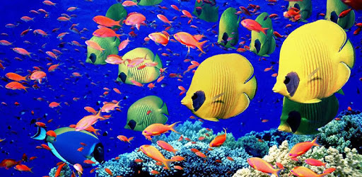 Underwater Torus 3D pc screenshot Underwater Torus 3D pc screenshot