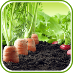 Latest Vegetable Garden Ideas icon