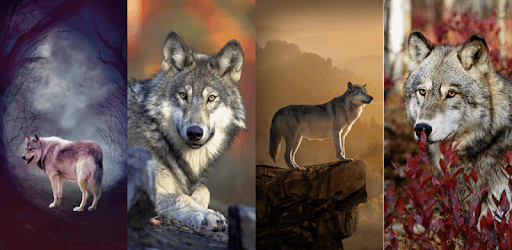 Wolf HD Wallpapers pc screenshot Wolf HD Wallpapers pc screenshot