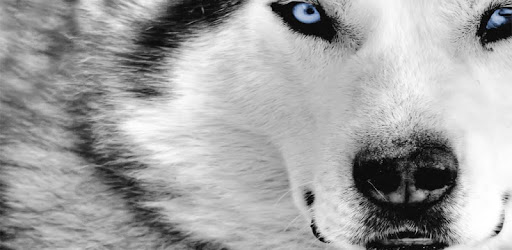 Wolves Live Wallpaper pc screenshot Wolves Live Wallpaper pc screenshot