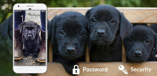 Cute Black Labrador Puppies Screen Lock pc screenshot