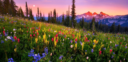 Mountain Flowers Live Wallpaper pc screenshot Mountain Flowers Live Wallpaper pc screenshot