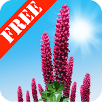 Wild Lupins Free icon